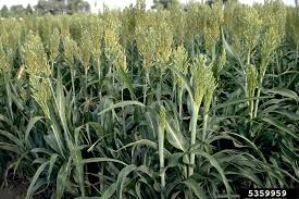 Image result for Sorghum bicolor