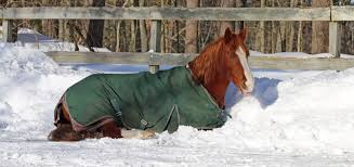 Das gilt auch für pferde, die aus wärmeren ländern importiert werden. Braucht Dein Pferd Eine Decke Der Ultimative Guide