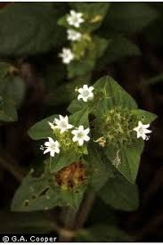 Image result for Richardia scabra