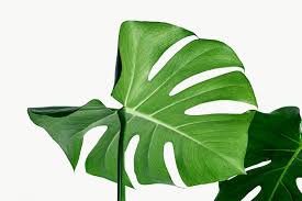 Download Premium Png Of Split Leaf Philodendron Monstera Plant Element Plant Leaves Monstera Philodendron