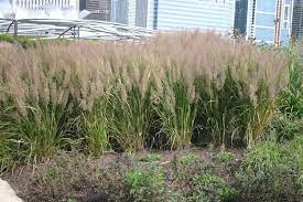 Korean Feather Reed Grass Next To Front Porch And Back Next To Patio Sofa North East C Country Garden Landscaping Feather Reed Grass Garden Landscape Design