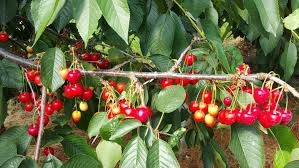 Ensuring appropriate moisture content in soil is the best way to keep the tree free of pests and fungal infections. Cherry Tree Leaves All The Top Facts Details