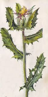 Benediktenkraut | Centaurea benedicta