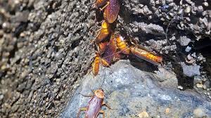 Anita1976 videos also, Ari is a little tan than the