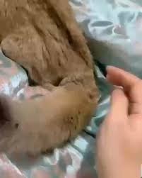 cute cats video cute baby animals funny animal videos cute cat gif