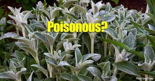 While the leaves are quite similar, mullein grows much taller and lamb's ear leaves are softer. Answering The Myth Is The Lamb S Ears Plant Poisonous