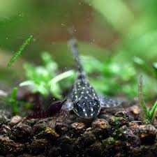 Image result for Pachycarpus lineolatus