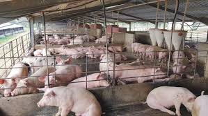 Pig farming