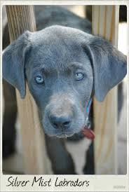 Our silver, charcoal, champagne and factored lab puppies are sold with limited akc registration unless other arrangements are made and are priced as follows unless other is stated in description of each puppy: Silver Mist Labradors Ofa Health Testing Champion Labs For Sale Labrador Breed Cute Labrador Puppies Labrador
