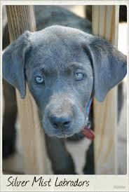 Silver labrador history and origin. Silver Mist Labradors Ofa Health Testing Champion Labs For Sale Labrador Breed Cute Labrador Puppies Golden Labrador Puppies