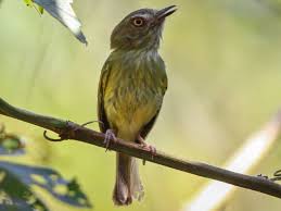 Image result for Dissotis trothae