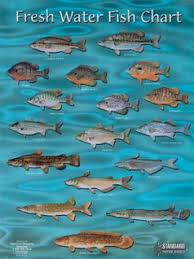 Amazon Com Standard Map Standard Fish Chart Fresh Water Md