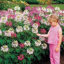 Pin On Gardening