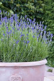 Keep mosquitoes from crashing the party by creating a gorgeous herb patio planter that will keep pests away. Plants That Repel Mosquitoes Natural Pest Repellents