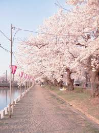 Lewat tutorial ini kamu akan diajak memvisualisaskian dan mengabadikan indahnya pemandangan tersebut. Pin Oleh Endang Sriwahyuni Di Sakura In Love Fotografi Alam Pemandangan Pemandangan Anime