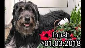 We did not find results for: Inush Ciao Darf Ich Mich Vorstellen Ps Moers Hunde In Not Welpen Kleine Hunde Mischlinge Tierschutz Tierheime