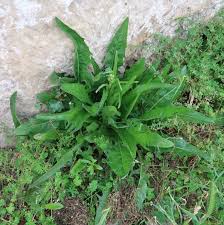 Image result for Crepis newii