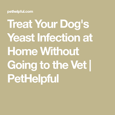 Treat Your Dog S Yeast Infection At Home Without Going To The Vet Dog Yeast Infection Yeast Infection Treatment Dog Yeast Infection Ear