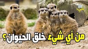 هل تعرف المادة التي خلق الله منها الحيوان والتي ذكرت في القرآن Youtube