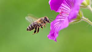 Honey bees can't utilize red clover. What Can Bees Teach Economists About How Markets Work Bbc News
