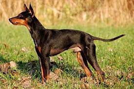pin na doske porody sobak dogs breed