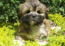 Lhasa Apso Puppy Lhasa Apso Puppies Lhasa Apso Lhasa