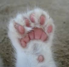 Why buy a polydactyl/hemingway kitten for sale if you can adopt and save a life? American Polydactyl Cats At The Great Cat For Cat Breeds History Art