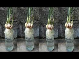 Bawang daun yang telah dipanen bisa ditanam kembali. Cara Menanam Bawang Merah Tanpa Tanah Info Kece