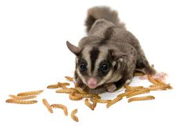 Check spelling or type a new query. 18 Makanan Sugar Glider Bayi Joey Dewasa Kesukaan Favorit