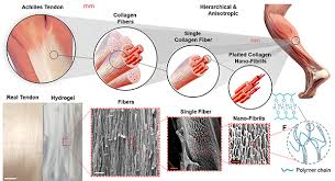 Myocytes and their numbers remain relatively constant throughout life. Researchers Construct Stronger More Flexible Hydrogels For Artificial Tendons 3d Printing Industry