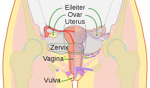 Vagina des Menschen – Wikipedia