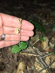 Slave labor and land acquired from displaced native tribes fueled the growing plantation economy, but also fueled conflicts both inside and outside the colony. West Virginia Native Wildflowers The Big Year 2013 Native Orchids Of West Virginia