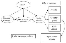 neuropathophysiology of functional gastrointestinal disorders