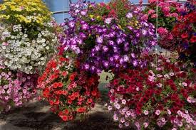 Imports have risen an annualized 5.6% to $491.0 million in the five years to 2016. 10 Best Trailing Annual Flowers Urban Garden Gal