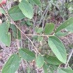 Image result for Grewia monticola