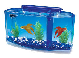Detailed below you will find the different terms put to these tail types, patterns and colours and how some of them have come about. Penn Plax Betta Aquarium Kit Complete With Led Lighting Amazon Com Au Pet Supplies