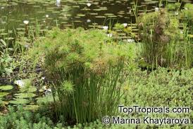 Image result for Cyperus tenax