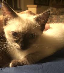 It maintains the modern siamese head and body type but appears in a wide range of coat colors. Siamese Cat Rescue Center