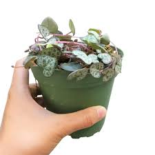 Image result for Ceropegia achtenii
