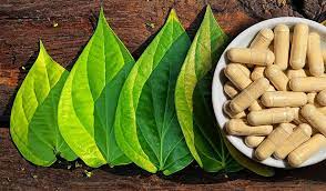 Kava Kava A Natural Herb With Promising Anti Anxiety Effects Blog