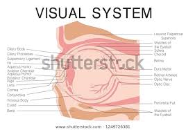 Structure Properties Eye Medical Education Chart Stock