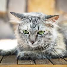 ‪Cats as Pets - FOUR PAWS International - Animal Welfare Organisation‬‏