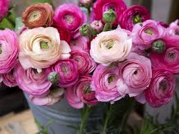Fiori simili alle rose 10 fiori per un matrimonio in estate. Piante E Fiori Di Marzo Foto Foto 1 Livingcorriere