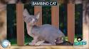 Bambino Cat Breeders and Information - Kittens For Sale