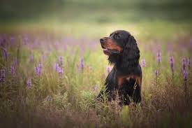 Check spelling or type a new query. Gordon Setter Hundemagazin Info