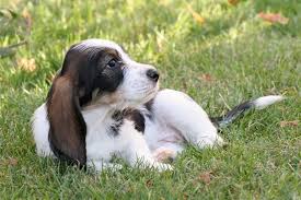 Image result for malý vendéeský hrubosrstý honič