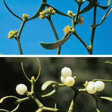 Image result for Viscum cylindricum