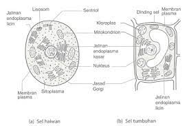 Ia adalah simpanan utama dalam tumbuhan dan boleh didapati dalam kloroplas. Struktur Perbandingan Seronoknya Biologi