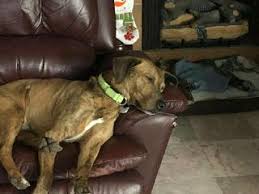 Your pet is an important part of your family, and when he or she is ill,. Pet Boarding In Hoffman Estates With Best Prices On Petbacker