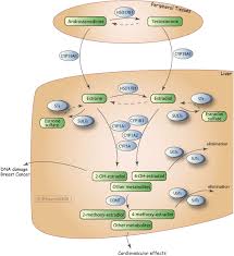Estrogen Metabolism Pathway Overview
